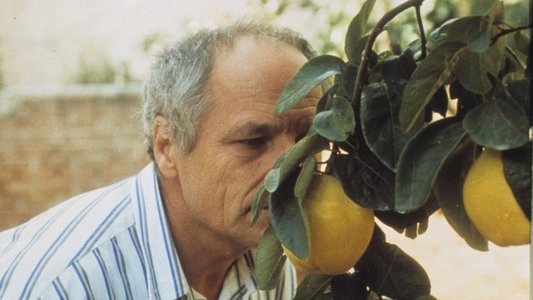 El sol del membrillo