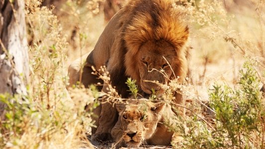 Wild Botswana