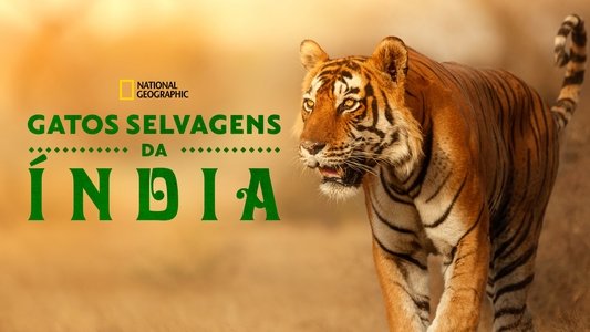 Wild Cats of India