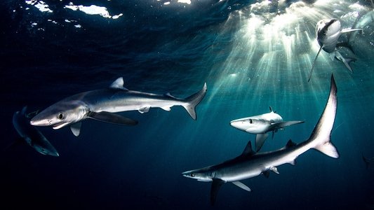 Great Shark Chow Down
