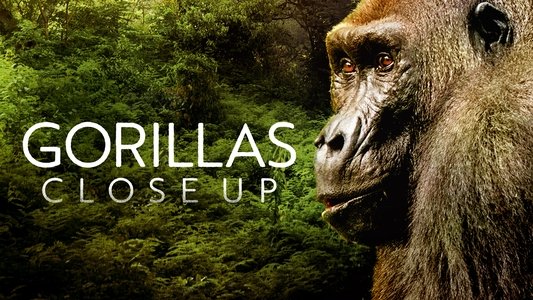 Gorillas Close Up