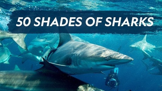 50 Shades of Sharks