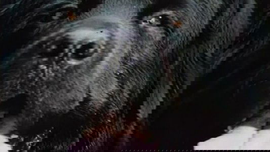 Друг