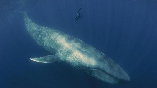 Big Pacific