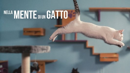 Inside the Mind of a Cat