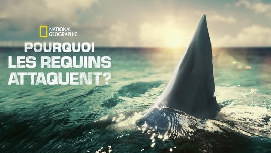 When Sharks Attack 360