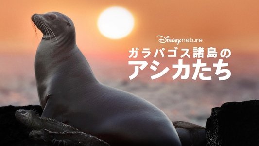 Sea Lions of the Galapagos