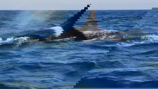 Killer Whales: the Mega Hunt