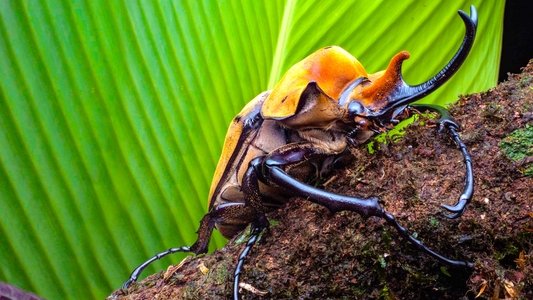 A Real Bug's Life