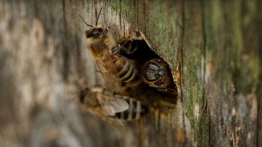 Abeilles
