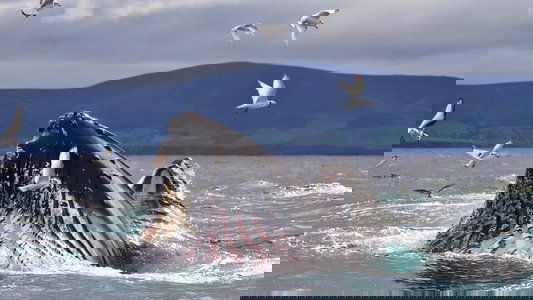 Wild Ireland: The Edge of the World