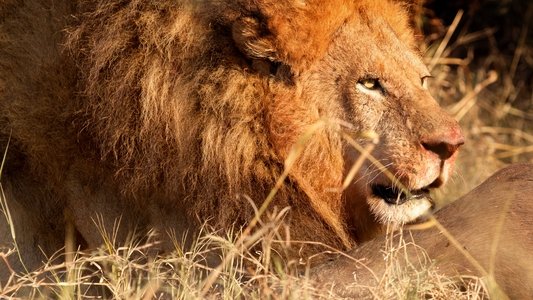 Blood Rivals: Lion vs Buffalo