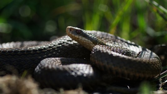 Onze Natuur, De Film