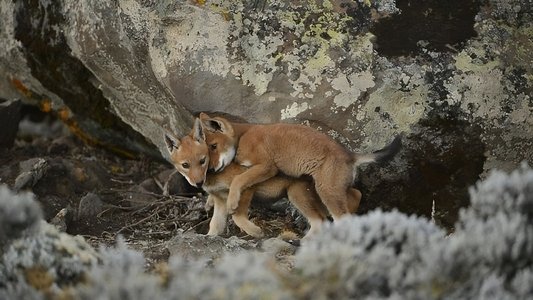 Abyssinie, L'appel Du Loup