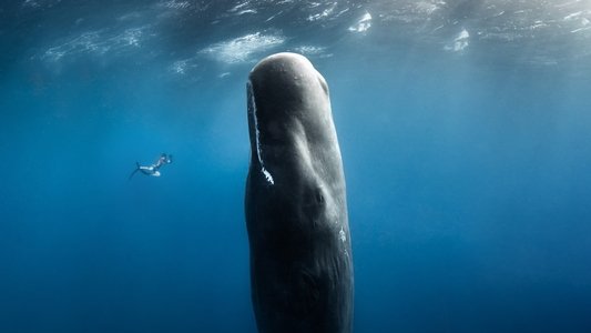 Chasing Ocean Giants
