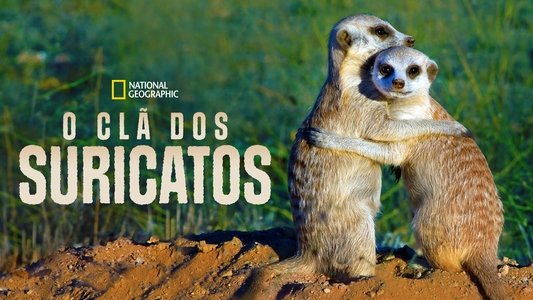 Clan of the Meerkat