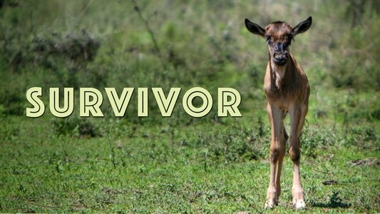 Survivor
