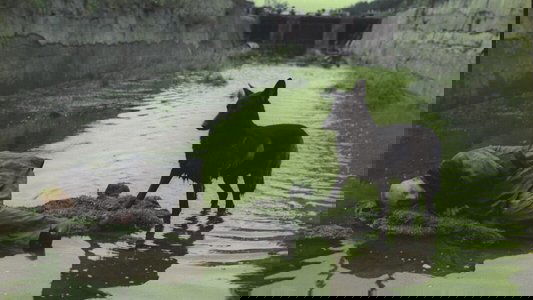 Сталкер