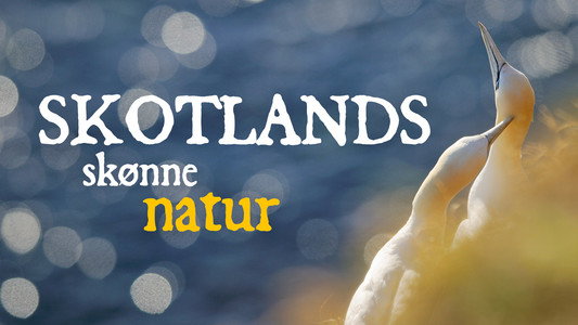 Scotland: The New Wild