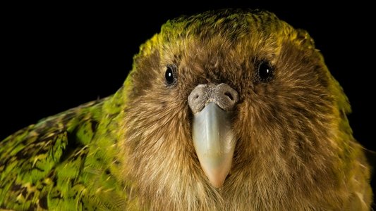 Rare: Creatures of the Photo Ark