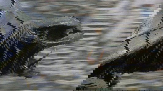 ガメラ 大怪獣空中決戦