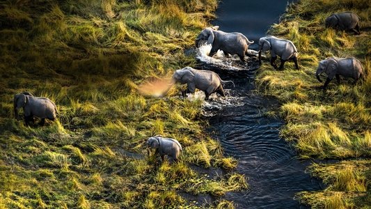 Okavango: River of Dreams - Director's Cut