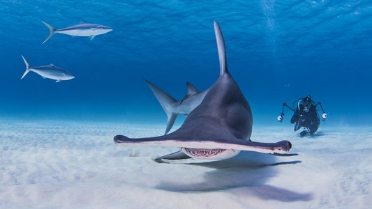 Shark School with Michael Phelps