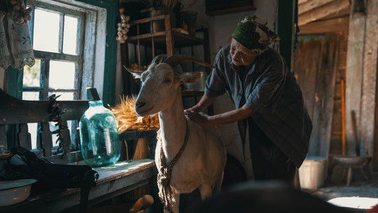 Війна очима тварин