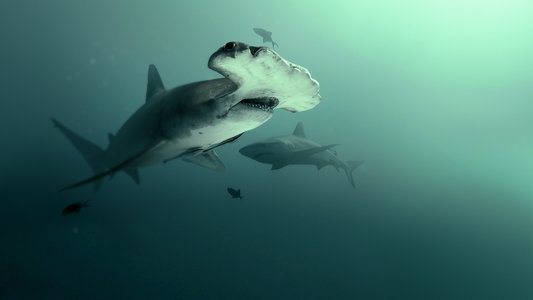 Bull Shark vs. Hammerhead