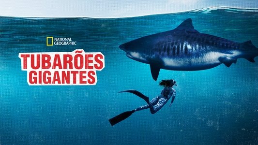 World's Biggest Tiger Shark