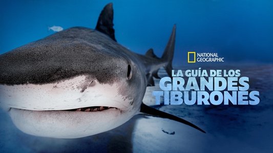 Big Sharks Rule