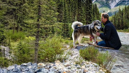 Hero Dog: The Journey Home
