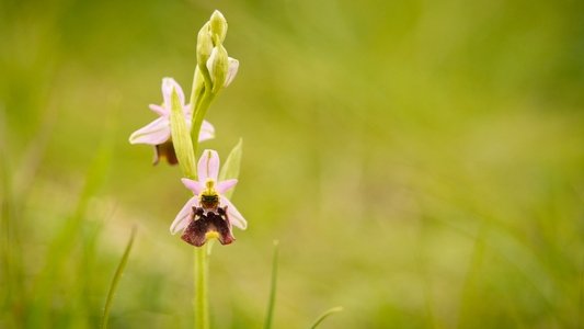 Verborgene Schönheit: Die Orchideen des Saaletals