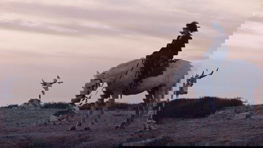 Animale