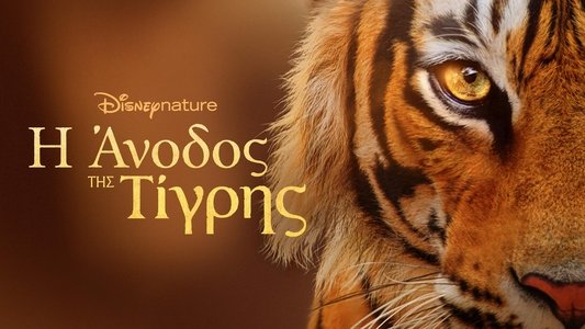 Tigers on the Rise