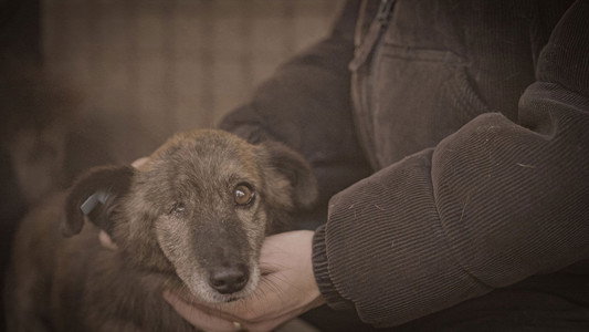 How to kill a puppy and get rich - Die Hunde Mafia