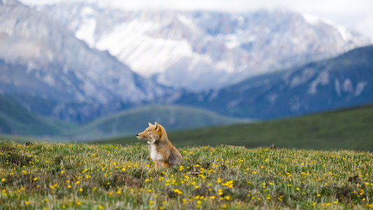 Wild Asia: Life at Extremes