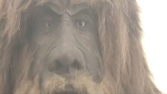 Eyes from the Pines