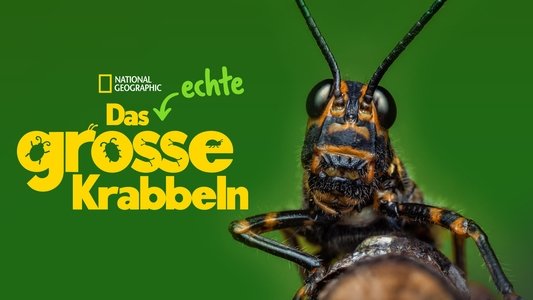 A Real Bug's Life