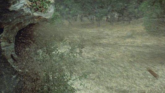 The Swarm