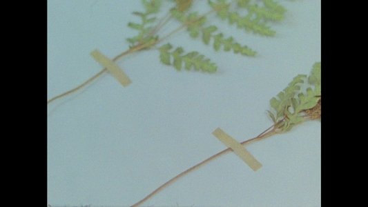 Herbaria