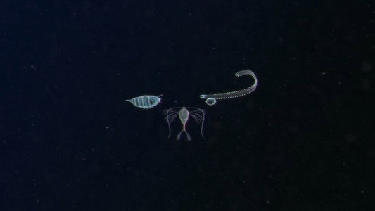 Plankton