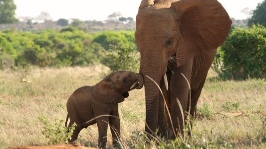 The Elephant Queen
