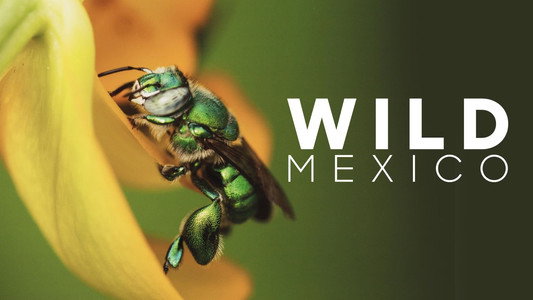 Mexico: Earth's Festival of Life