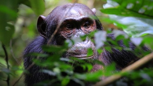 Wild Congo