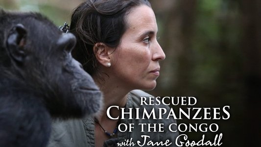 Rescued Chimpanzees of the Congo with Jane Goodall