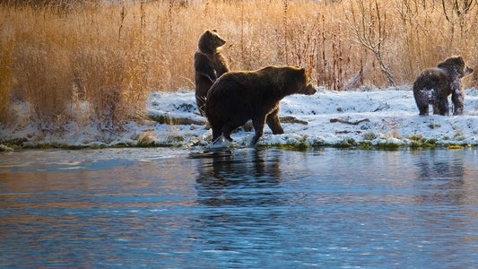 Alaska's Grizzly Gauntlet