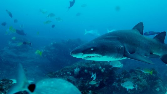 Big Sharks Rule