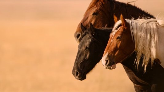 Wild Beauty: Mustang Spirit of the West