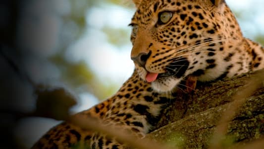 Jade Eyed Leopard